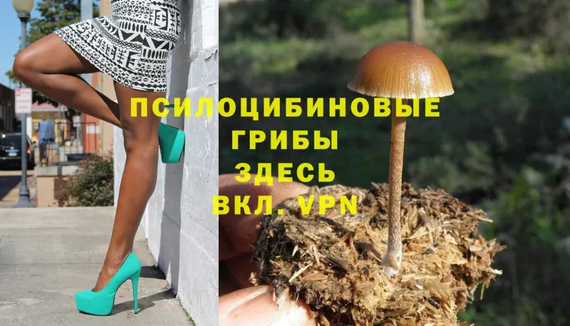 Галлюциногенные грибы Psilocybe  Нахабино 